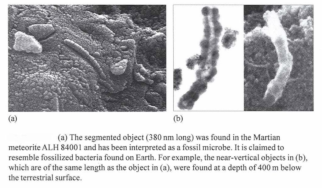 4. Fossilized Bacteria?