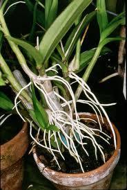 orchids: ectomycorrhizal