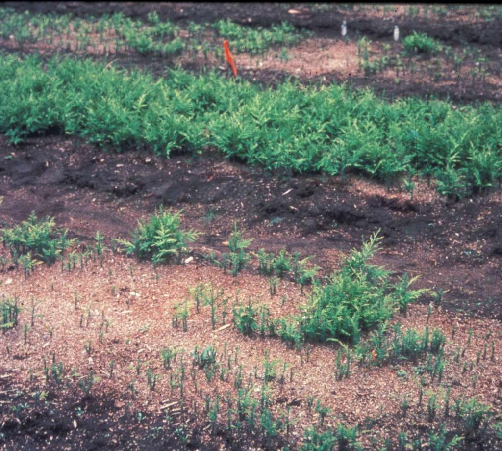mycorrhizal plants non-mycorrhizal plants