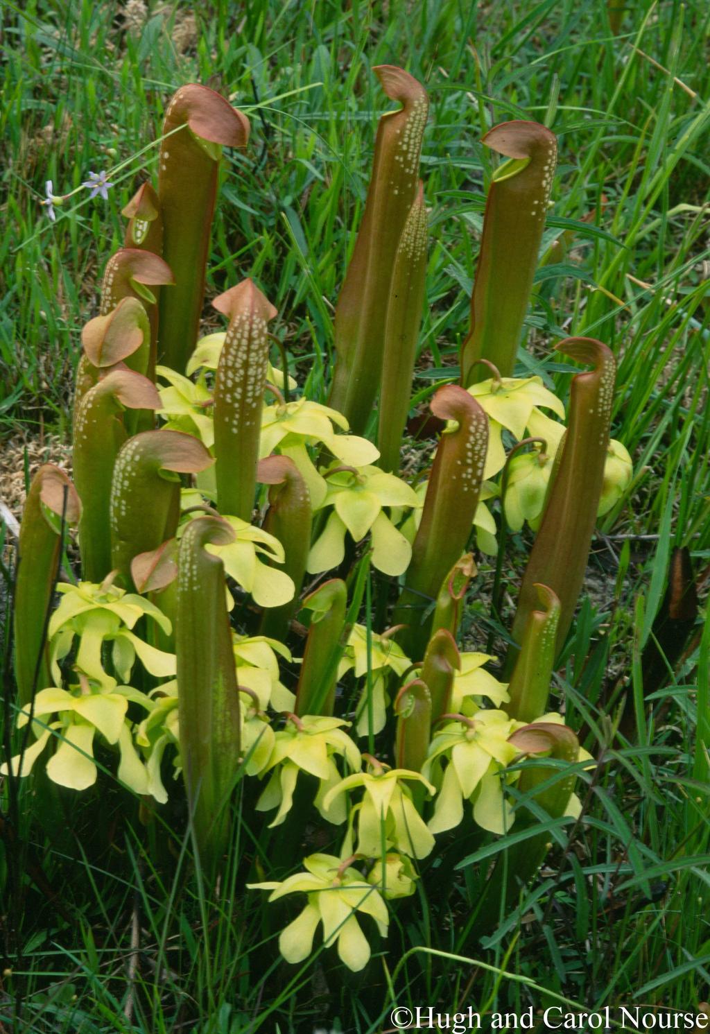Common Name: HOODED PITCHERPLANT Scientific Name: Sarracenia minor Walter Other Commonly Used Names: none Previously Used Scientific Names: none Family: Sarraceniaceae Rarity Ranks: G4/S4 State Legal