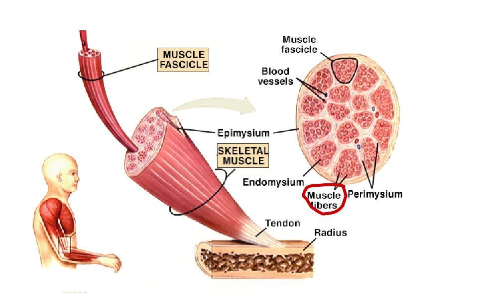 Skeletal Muscle Striated and voluntary Attaches to skeleton via