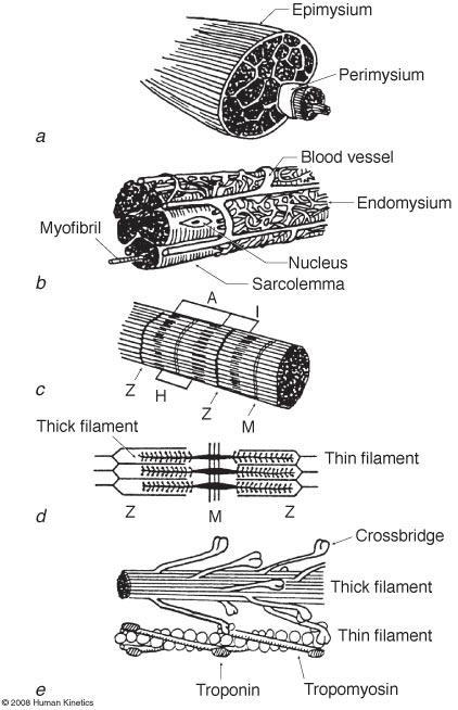 Structure of a muscle cell A.
