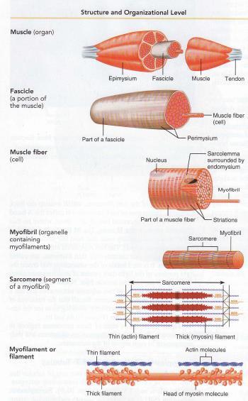 Fibers muscle cell bundles of myofibrils