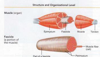 Fascicles A muscle is composed of multiple fascicles in parallel A sheath of connective tissue surrounds the muscle