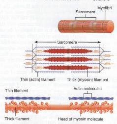 Sarcomeres Functional unit of muscle contraction Literally muscle segment Number of sarcomeres in a fiber is very important to muscle function When each