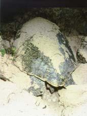 Reckoning Sea Turtles Thousands of kilometers