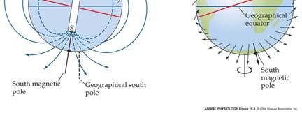 Compass Sense Many vertebrates can 2. Map Sense - detect earth s magn