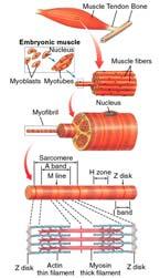 (skeleton) via tendons - muscle comprises elongate, multinucleate, muscle fibers - multinucleate muscle fibers derived from