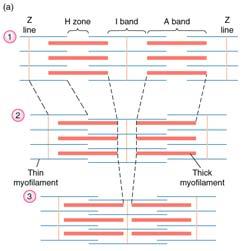 Sarcomere Areas within sarcomere given names: Z-disk (actin attaches) I-band (actin only) A-band (myosin length) M-line (midpoint of myosin) H-zone (myosin only) Which regions change length and which