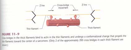 Z-disk (actin attaches) I-band (actin only) A-band (myosin length) M-line (midpoint of myosin) H-zone (myosin only) During muscle contraction, myosin thick filaments slide past actin thin filaments