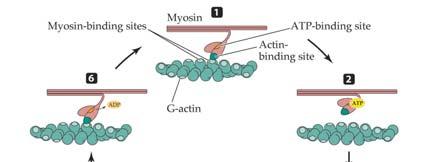 , 2001 39 Thanks to Duncan Irschick and Steve Reilly 40 Excitation-Contraction Coupling: How an AP in muscle plasma membrane leads ultimately to changes in