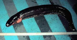 Note that the eel's head is the cathode(+) and its tail the anode(-). The cells extend over the length of the eel.
