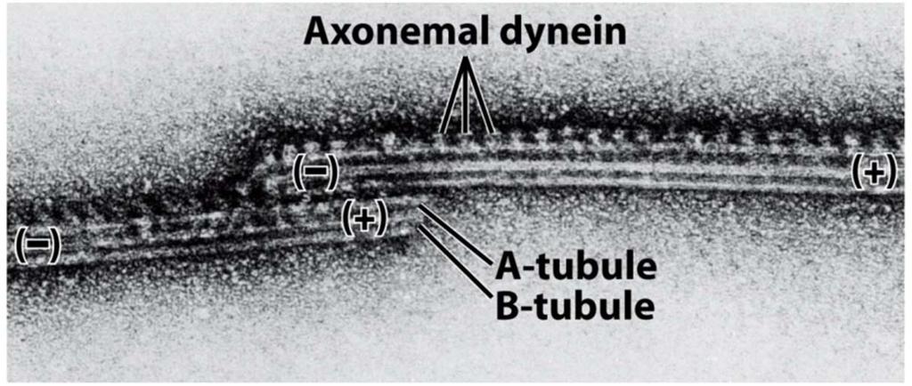 Dyneins on the A tubule walk along the adjacent B tubule toward