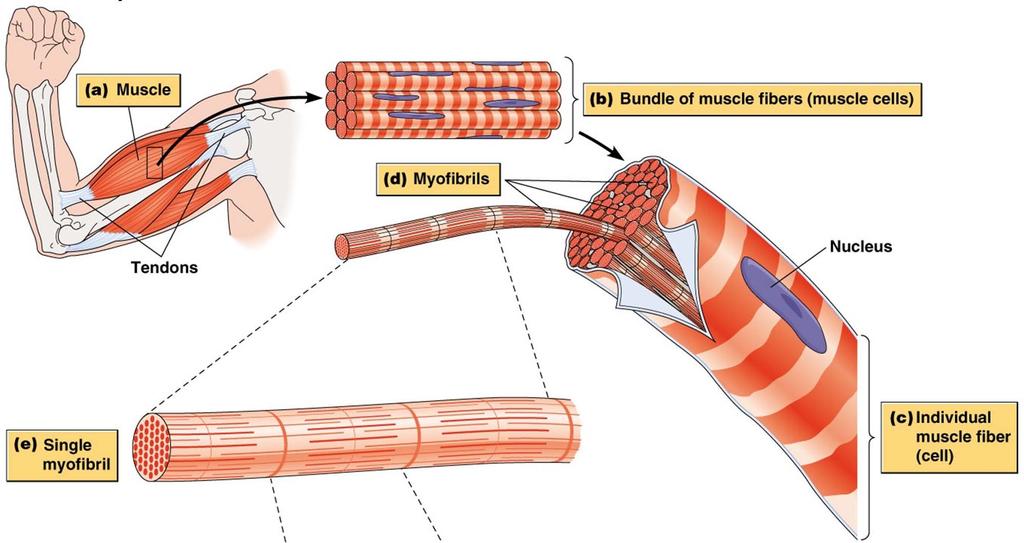 Myosins in muscle contraction Muscle cells derive from the fusion of many cells;