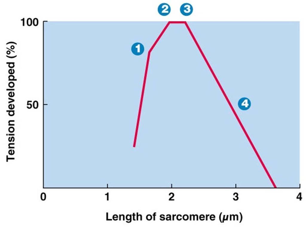 sarcomere with little tension developed: only few myosin