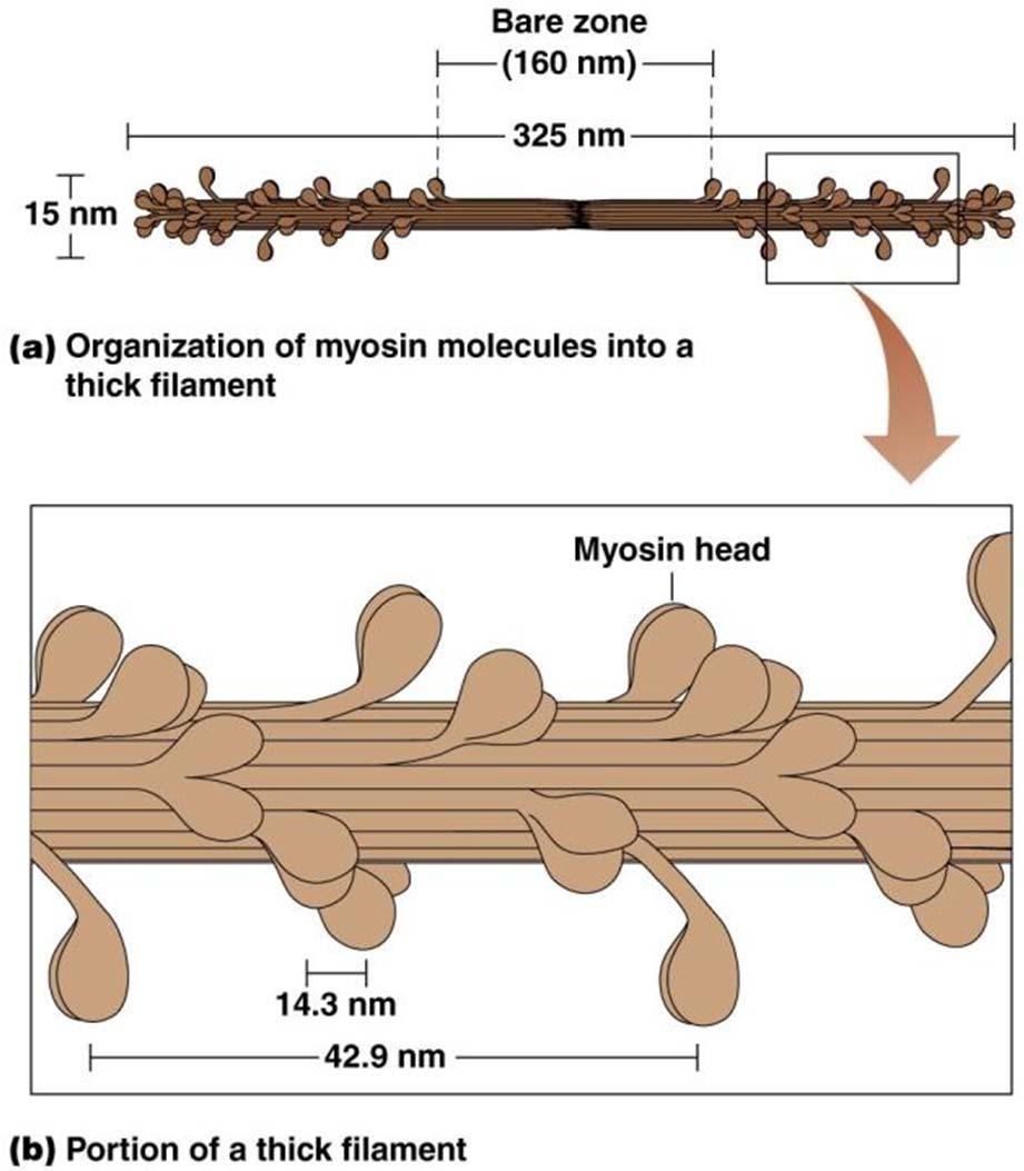 Details on thick and think filaments Thick filament Bundle of hundreds of tail to tail myosins with heads protruding