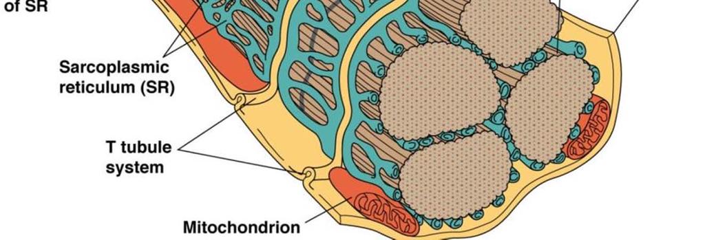 mitochondria This tubular system is called sarcoplasmic reticulum (SR) The sarcolemma has invaginations