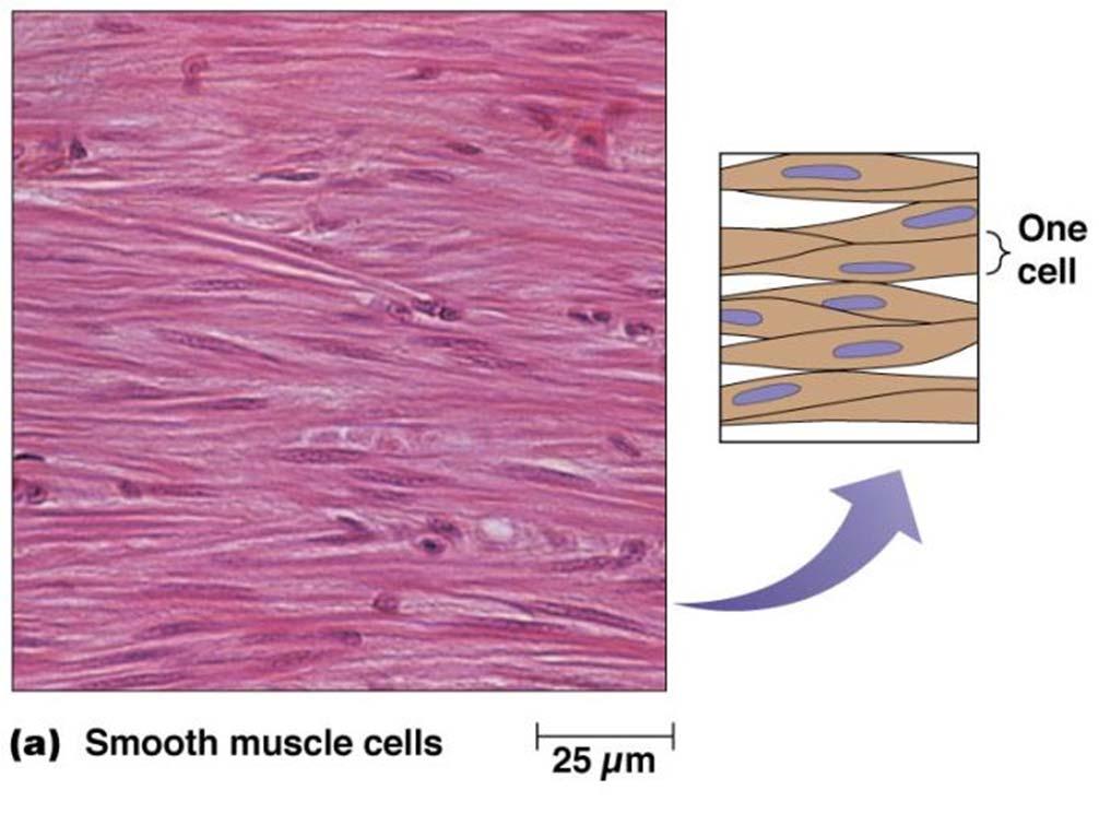 Smooth muscle cells are not striated and contract independent from our free will Actin myosin bundles (not shown) Smooth muscle cells are important for involuntary contractions in organs as
