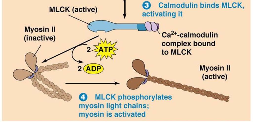 proteins which is a slower process than a simple conformation change (as for troponin/tropomyosin) First, calmodulin needs to be activated by Ca