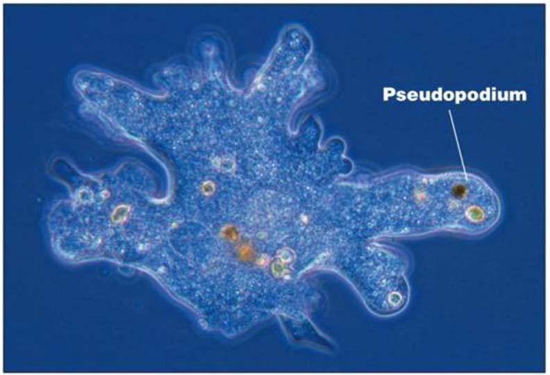 Chemotaxis and amoeboid movement Amoeba proteus Demonstration of chemotaxis Dictyostelium moves towards gradients of camp (released from a pipette) Neutrophil chase Neutrophil (white blood cell for
