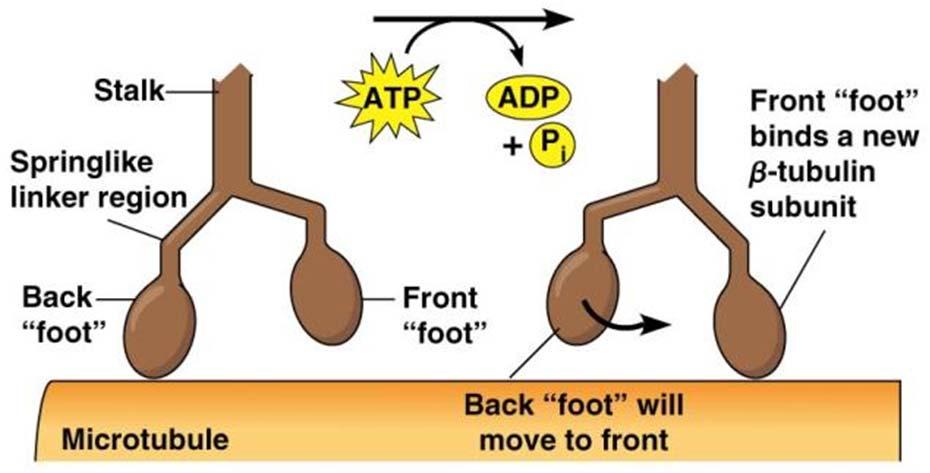 Mechanism of kinesin movement Axonal transport is accomplished by two motor proteins that have a preferred direction (they recognize the polarity of microtubules): kinesins (move anterograde) and