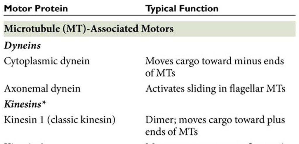 The variety of microtubule associated motors 2 classes of dynein: Cytoplasmic (found in most cell types) and axonemal (found