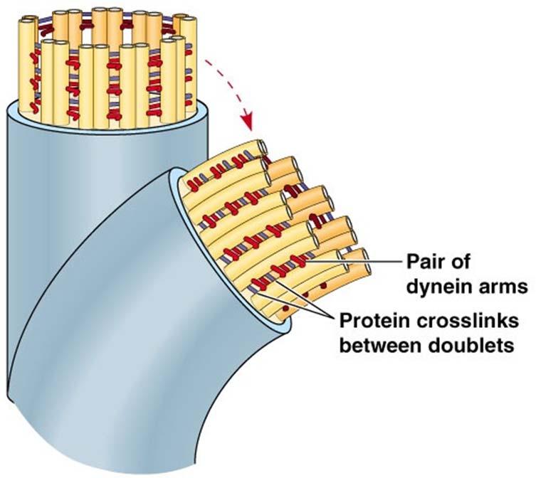 The doublet microtubules are connected by a protein named nexin The outer 9 doublets are separated by the inner 2 singlets via radial spokes which also
