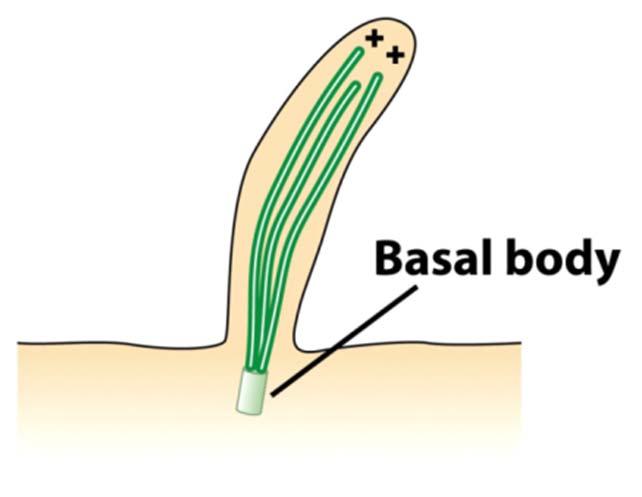basal body The following transition zone lacks the central