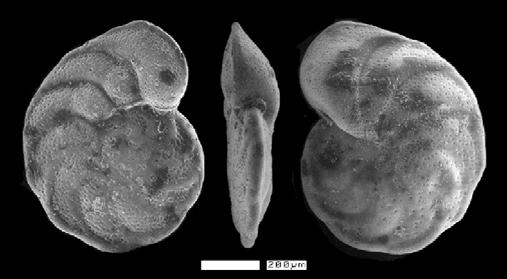 Deep-sea Oxygen Isotope Record Benthic Foraminifera Minimal variations
