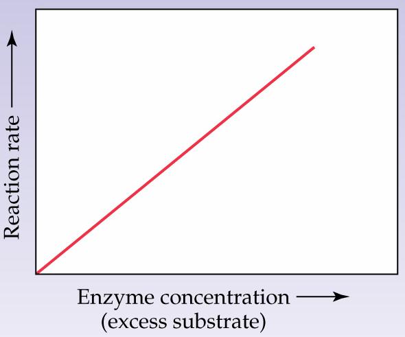 Enzyme concentration: The reaction rate varies directly with the enzyme