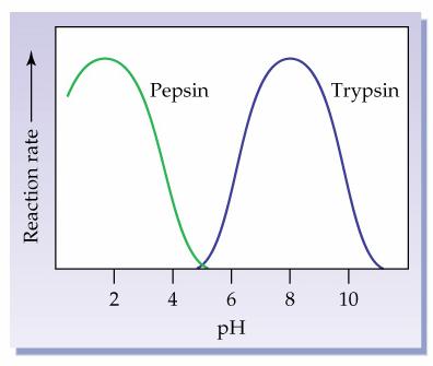 Effect of ph on Enzyme activity: The catalytic activity of enzymes depends on ph and