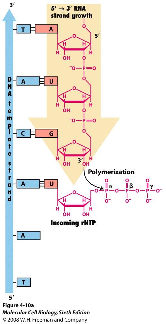 Transcription: RNA-synthesis: 5 --->3