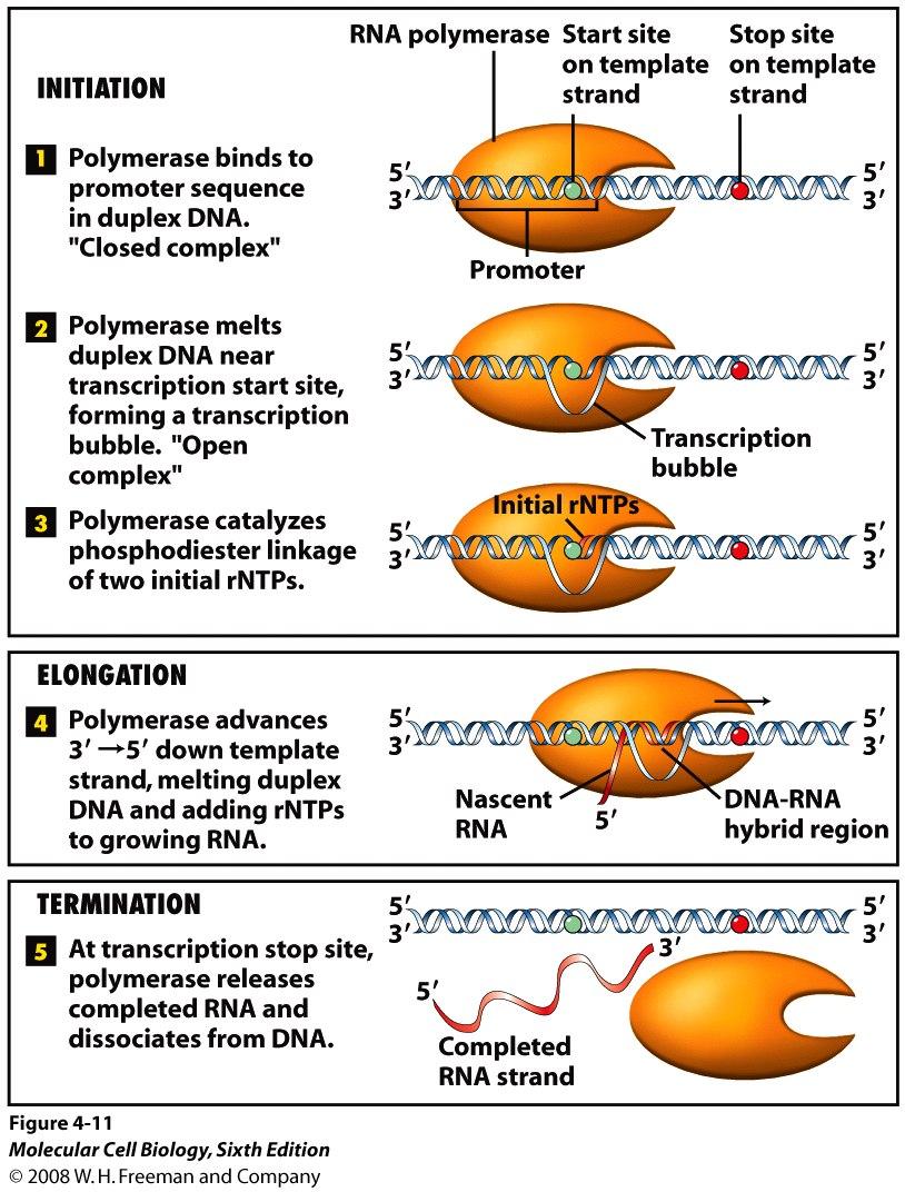 polymerase Three stages in Transcription