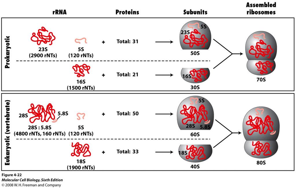 The general structure of ribosomes in prokaryotes and eukaryotes Lab methods TECHNIQUE for Ribosome isolation Tissue cells 1,000 g (1,000 times the Homogenization force
