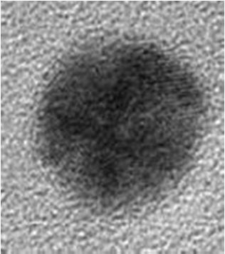 Gold Colloids Technique Size nm Atomic Force Microscopy 8.5 ± 0.3 Scanning Electron Microscopy 9.9 ± 0.