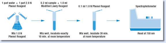 A. Preparation of Diluted Albumin (BSA) Standards Vial Volume of Diluent Volume and Source of BSA Final BSA Concentration A 250 µl 750 µl of Stock 1,500 µg/ml B 625 µl 625 µl of Stock 1,000 µg/ml C