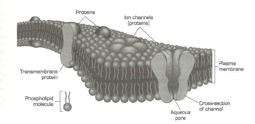 below shows an example of a phospholipid bilayer with the hydrophobic ends oriented inward and the hydrophilic ends outward, and proteins dispersed throughout the membrane. Figure 3.1.
