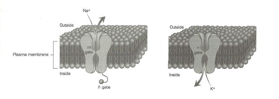the channels and gates in the production of an action potential will be discussed later. Figure 3.2 shows the gates for each channel. Figure 3.2. Sodium (left) and potassium (right) gated ion channels [1].