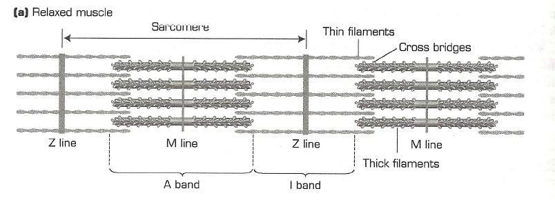Thin filaments are about 7nm in diameter and are made up of the protein actin. The filaments also contain two other intertwined proteins call troponin and tropomyosin.