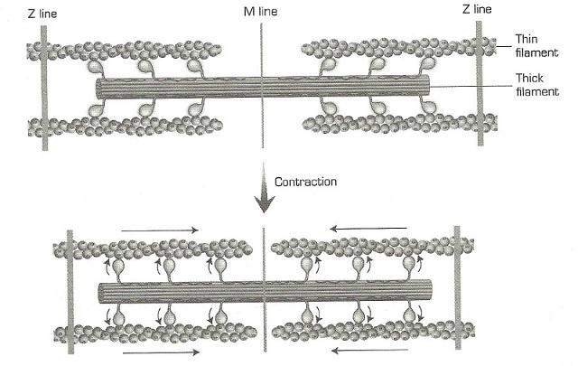 cocking of the myosin head and sliding of the filaments to shorten the sacromere together create a muscle contraction. Figure 4.