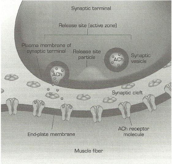 CHAPTER 5 SYNAPTIC TRANSMISSION Now that there is an understanding of the ionic currents through the cell membrane and the physiology of muscle cells, it is important to understand how these currents