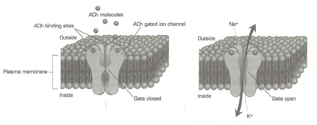 but when ACh is released two receptor sites must be occupied for the gate to open. Each channel allows Na + to diffuse into the cell and K + to diffuse outward [2].