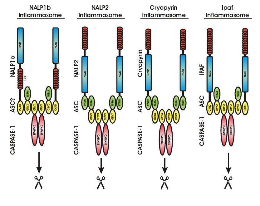 NLR proteins in
