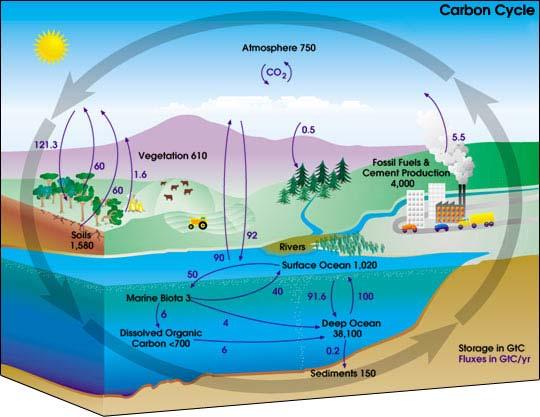 The Carbon Cycle Carbon Cycle - is the biogeochemical cycle that explains how moves between the biosphere, geosphere, hydrosphere and atmosphere Carbon is the building block for all living things ( )