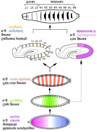 Drosophla segmenaon s governed by a cascade of genes 2:50 h 1:20 h 2:10 h Segmen polary genes: