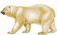 *Animals in Tundra environments have thick fur to keep them warm.