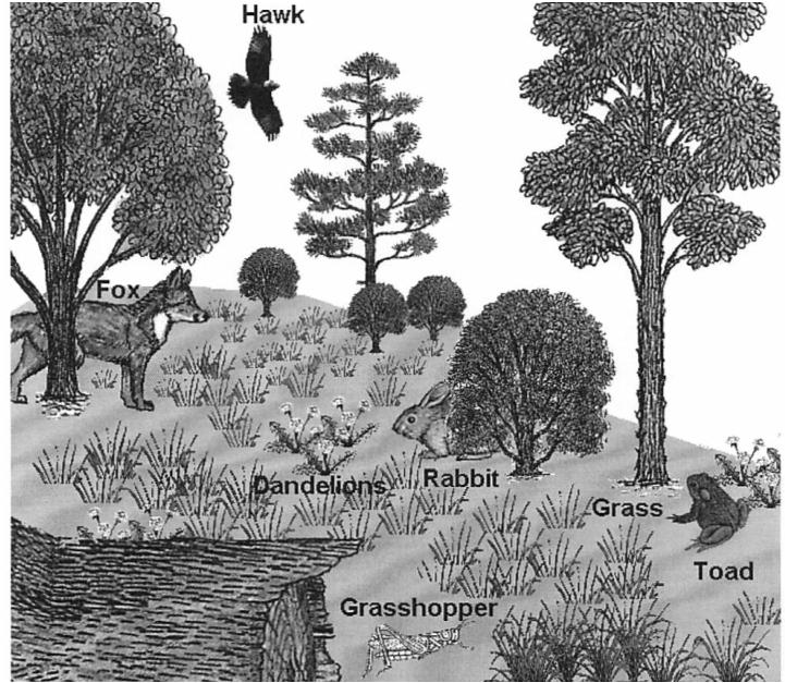 LS2B 11. Complete a simple food chain on the lines below the Woodland Ecosystem using the organisms found in the picture. Be sure to include arrows showing the flow of energy. Woodland Ecosystem 12.