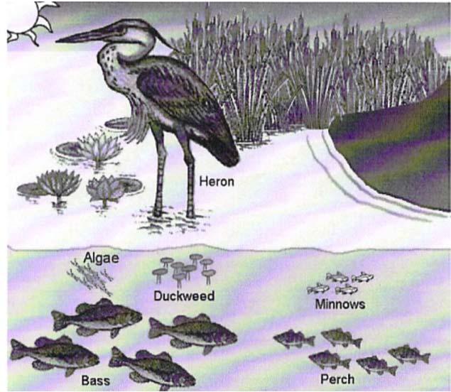 17. Look at the picture of the Wetland Ecosystem. If all the large mouth bass disappear, describe how the number of perch and minnows in the food chain may be affected. Explain WHY this will happen.