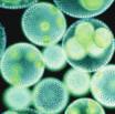 Single-celled algae take in sunlight and matter from their