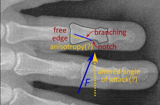 Fracture details A crack normally propagates in mode I (perpendicular to the load) Possible reasons